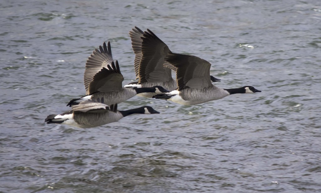 Canada Geese in flight Pentax K-5 + Sigma 150-500@500mm 1/1000sec., ƒ/6.3, ISO 1000