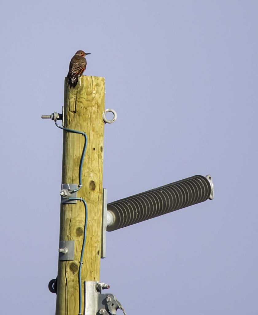 Northern Flicker Pentax K-5 + Sigma 150-500@500mm 1/800sec., ƒ/6.3, ISO 100