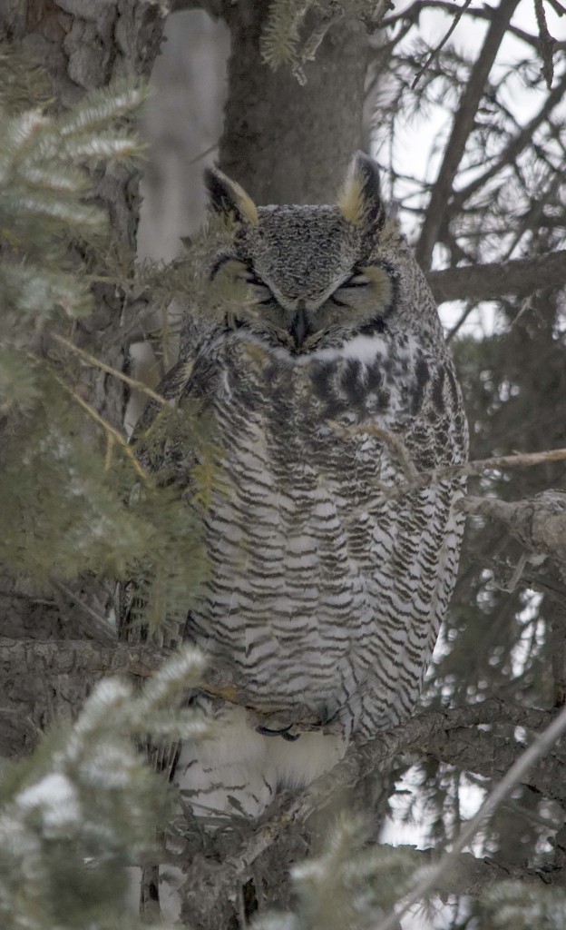 female Great Horned Owl Pentax K-5 + Sigma 150-500@500mm 1/250sec., ƒ/6.3, ISO 3200