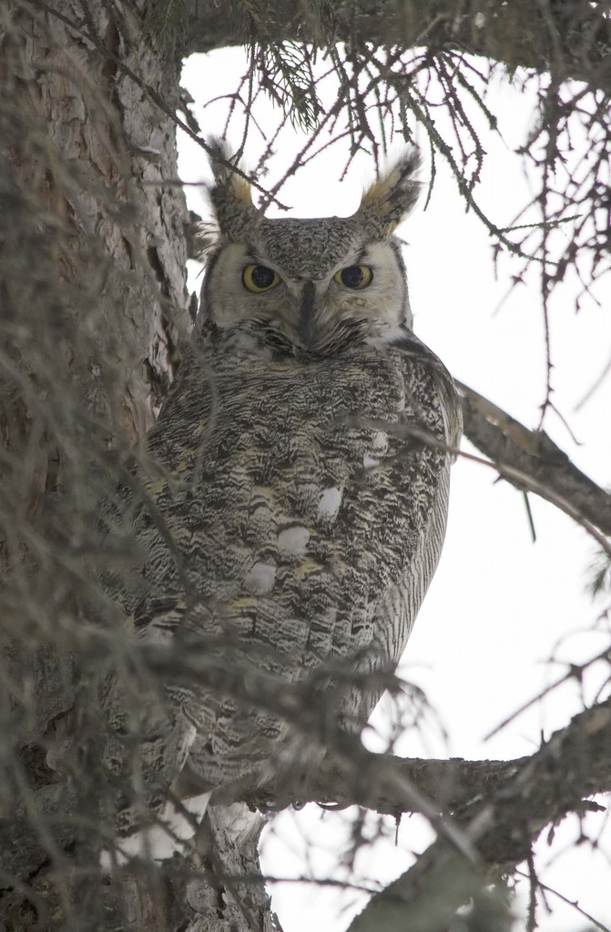 male Great Horned Owl Pentax K-5 + Sigma 150-500@500mm 1/250sec., ƒ/6.3, ISO 1600