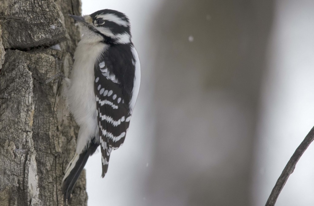 female Downy Woodpecker Pentax K-5 + Sigma 150-500@500mm 1/640sec., ƒ/6.3, ISO 1600