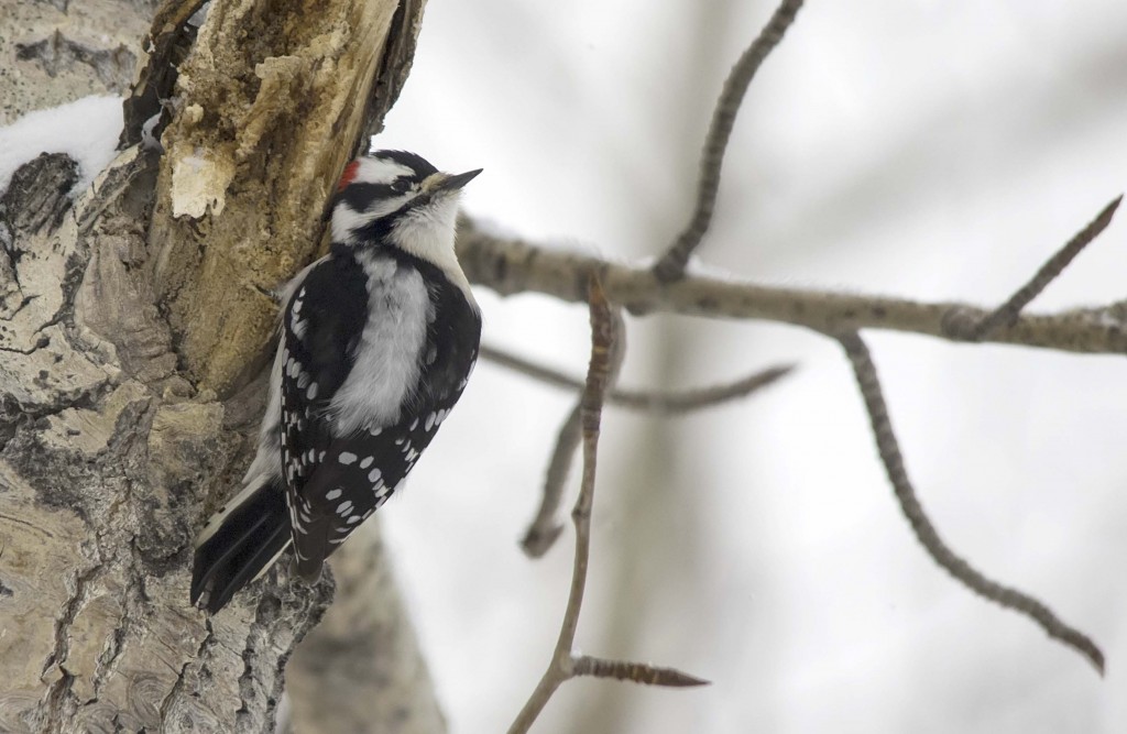 male Downy Woodpecker Pentax K-5 + Sigma 150-500@500mm 1/640sec., ƒ/6.3, ISO 1600