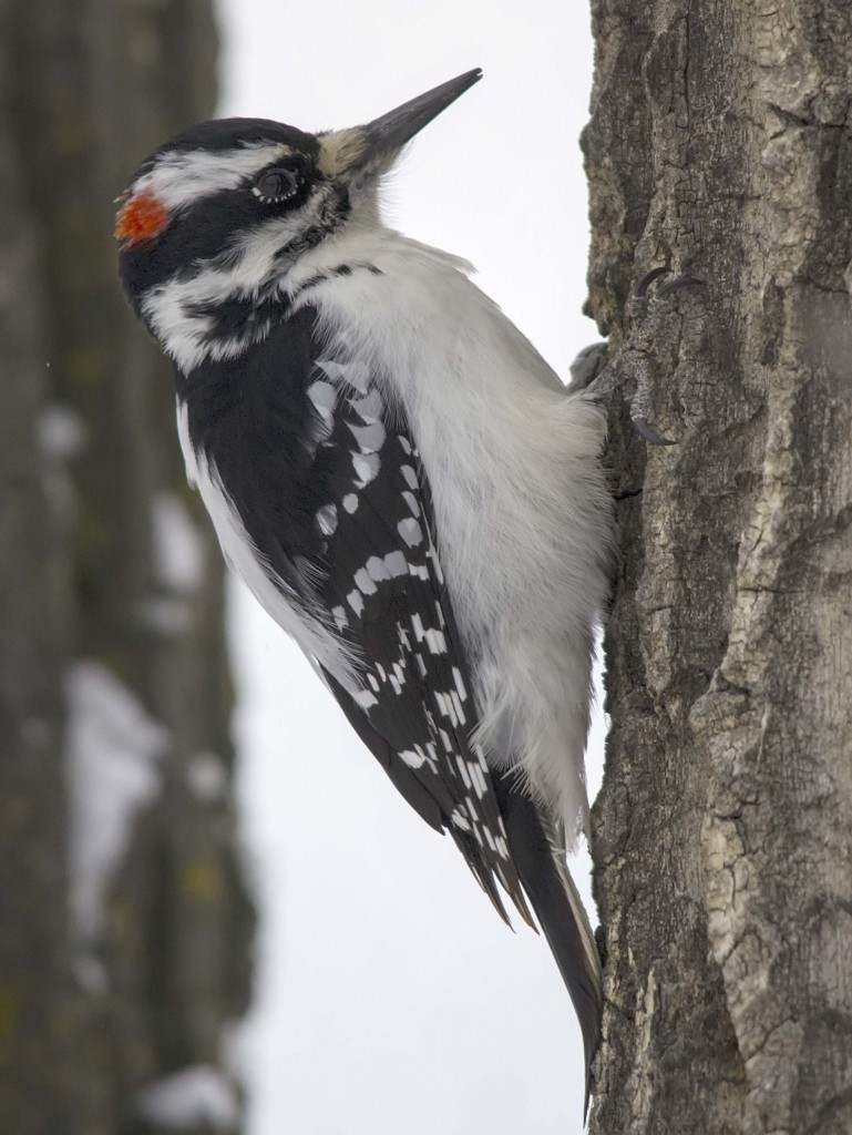 male Hairy Woodpecker Pentax K-5 + Sigma 150-500@500mm 1/640sec., ƒ/6.3, ISO 1600