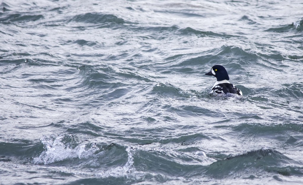 male Barrow's Goldeneye Pentax K-5 + Sigma 150-500@500mm 1/640sec., ƒ/6.3, ISO 1600