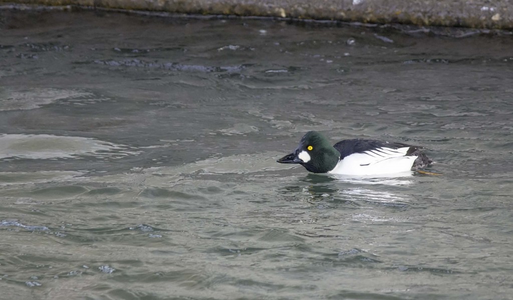 Common Goldeneye Pentax K-5 + Sigma 150-500@500mm 1/500sec., ƒ/6.3, ISO 1600