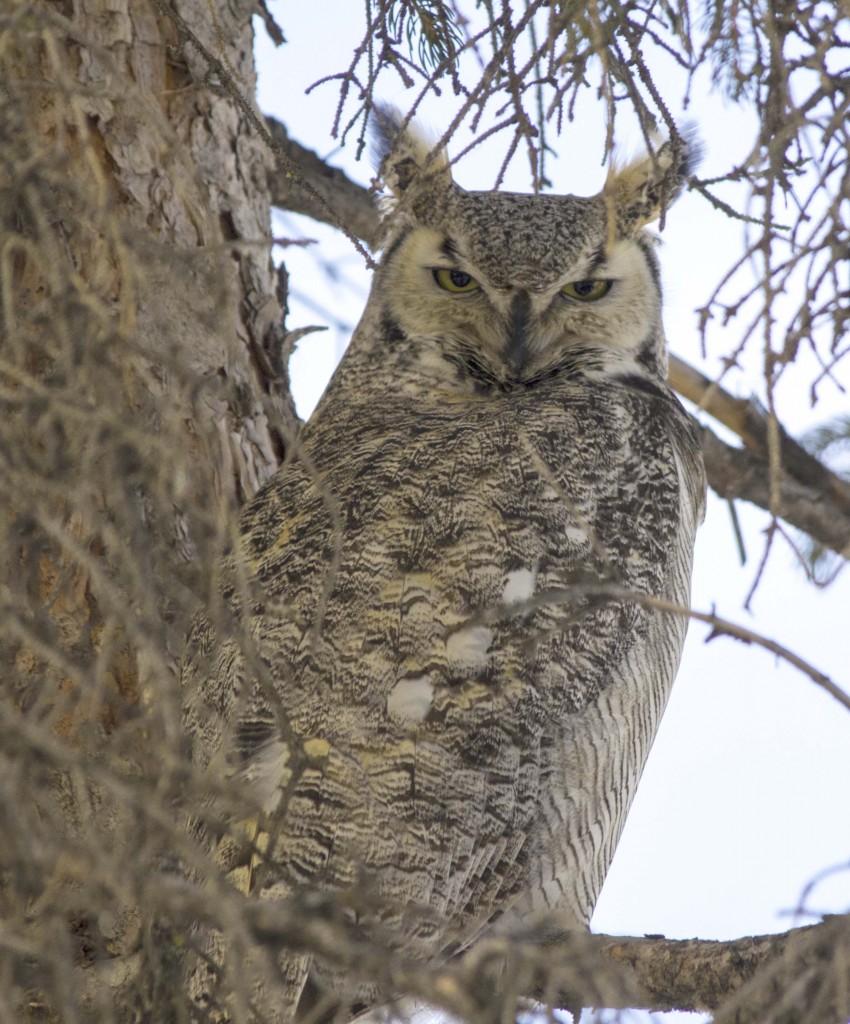 male Great Horned Owl Pentax K-5 + Sigma 150-500@500mm 1/800sec., ƒ/6.3, ISO 1600