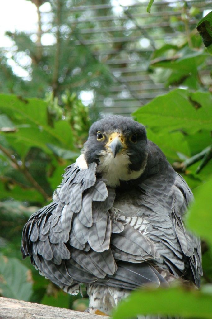 Peregrine Falcon Calgary Zoo August 24, 2008