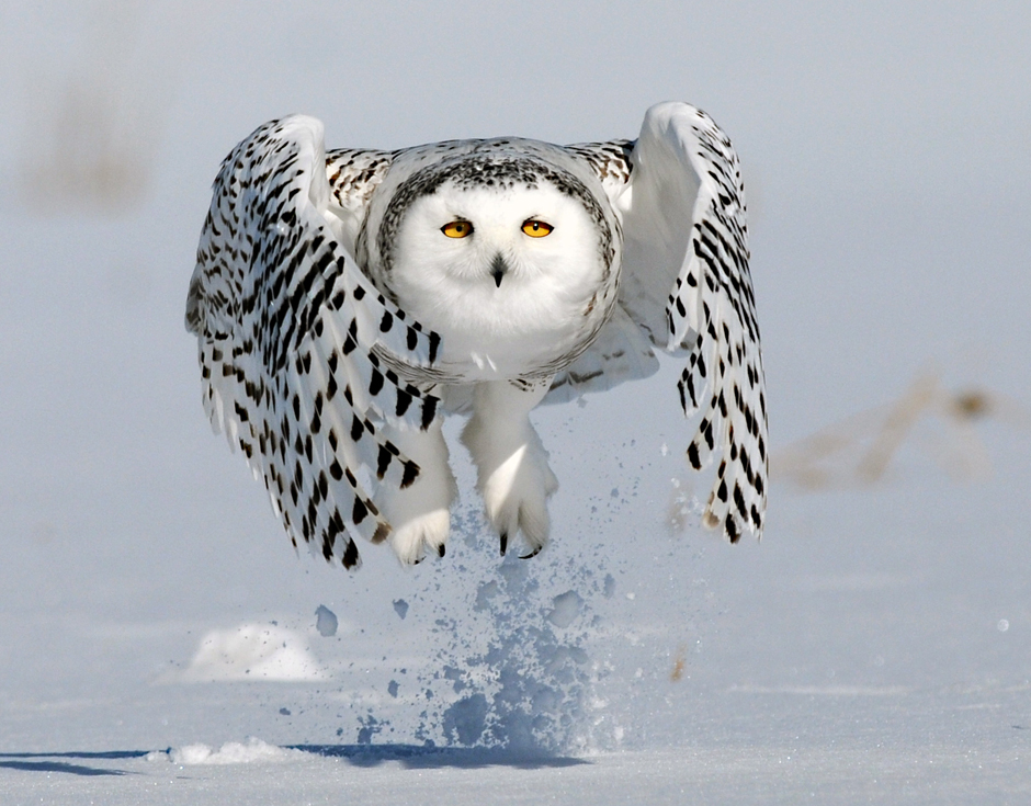 snowy owls Archives - Birds Calgary