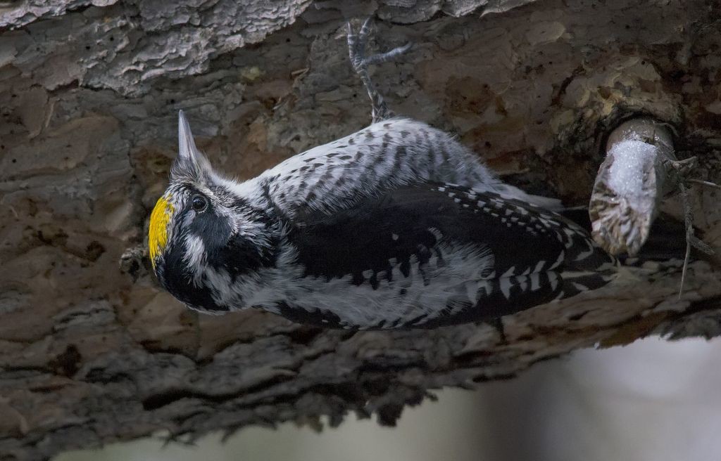 American Three-toed Woodpecker Pentax K-5 + Sigma 150-500@500mm 1/200sec., ƒ/6.3, ISO 3200