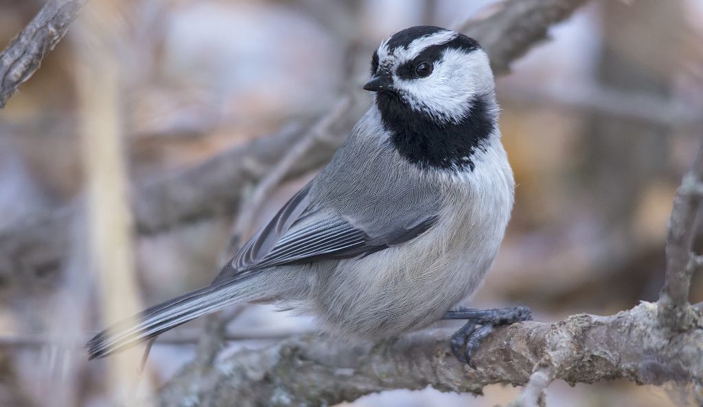 Mountain Chickadee Pentax K-5 + Sigma 150-500@500mm 1/400sec., ƒ/6.3, ISO 2000