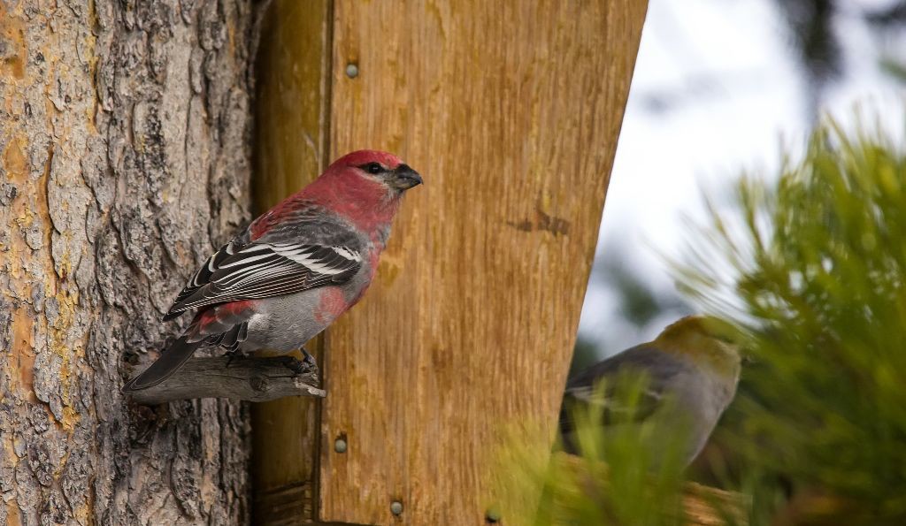 male Pine Grosbeak Pentax K-5 + Sigma 150-500@500mm 1/640sec., ƒ/6.3, ISO 2500