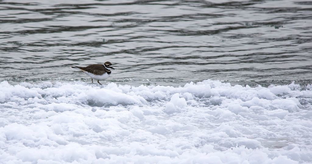 Killdeer Pentax K-5 + Sigma 150-500@500mm 1/640sec., ƒ/6.3, ISO 800