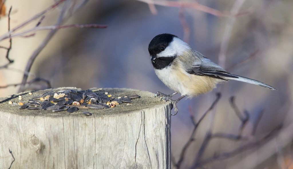 Black-capped Chickadee Pentax K-5 + Sigma 150-500@500mm 1/800sec., ƒ/6.3, ISO 1000