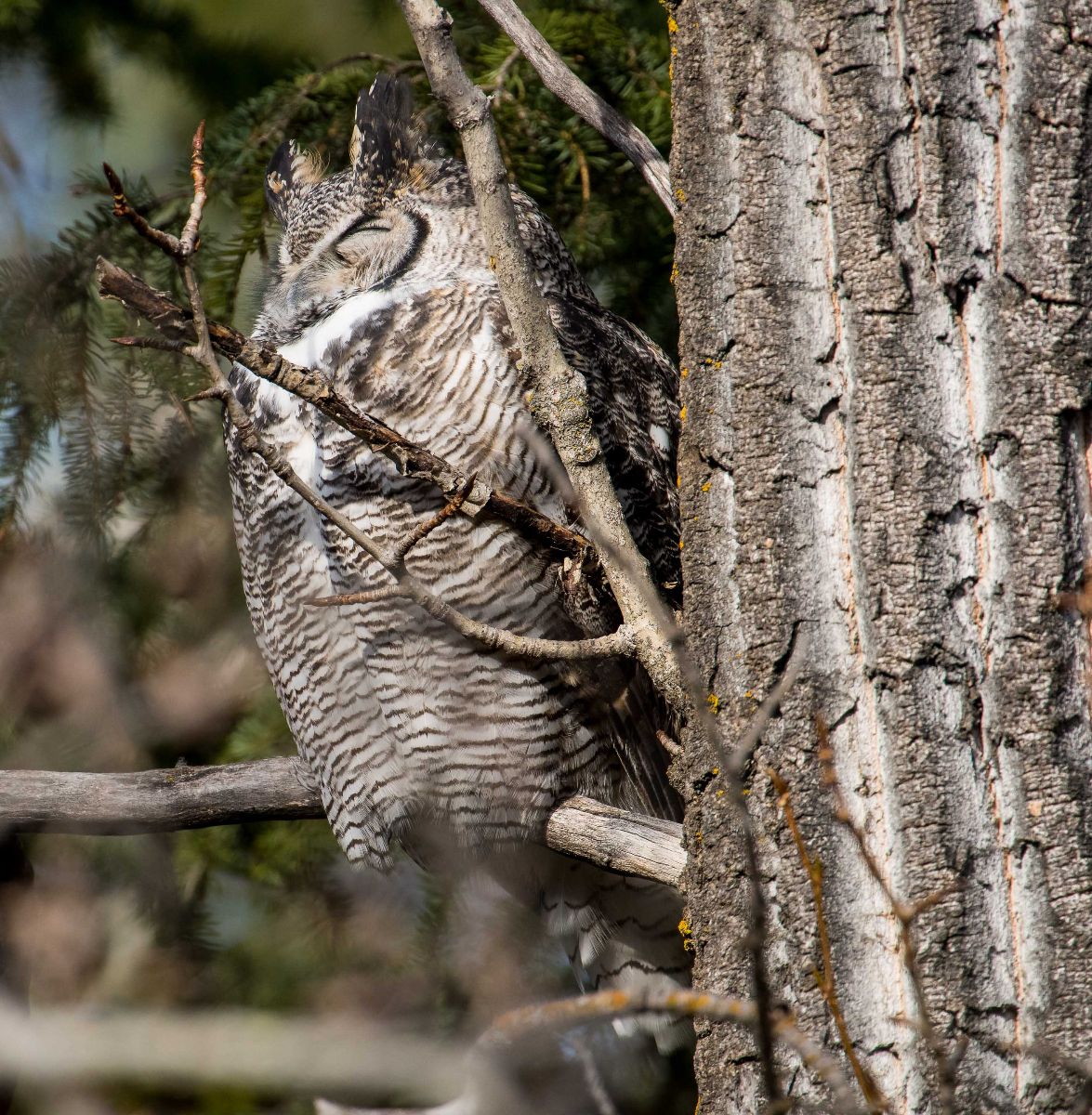 151026 - Great Horned Owl sleeping