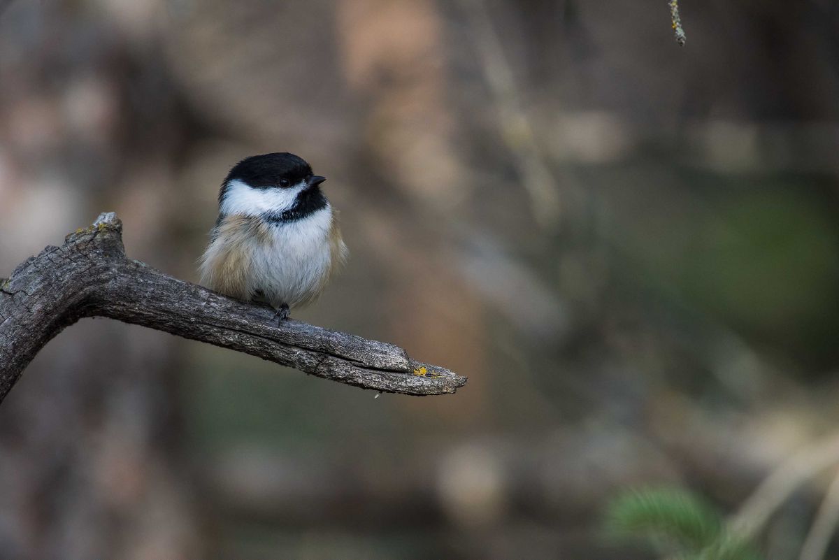 Black-capped Chickadee1