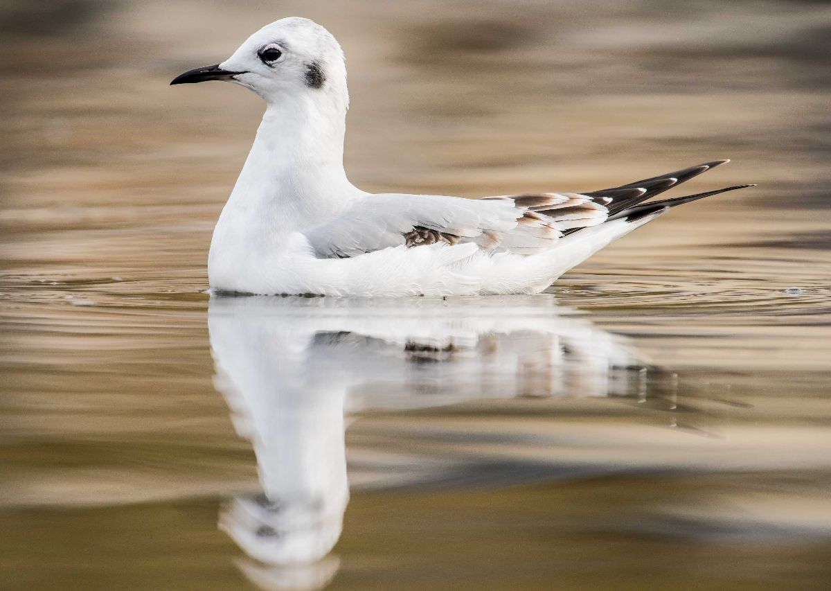 Bonaparte's Gull