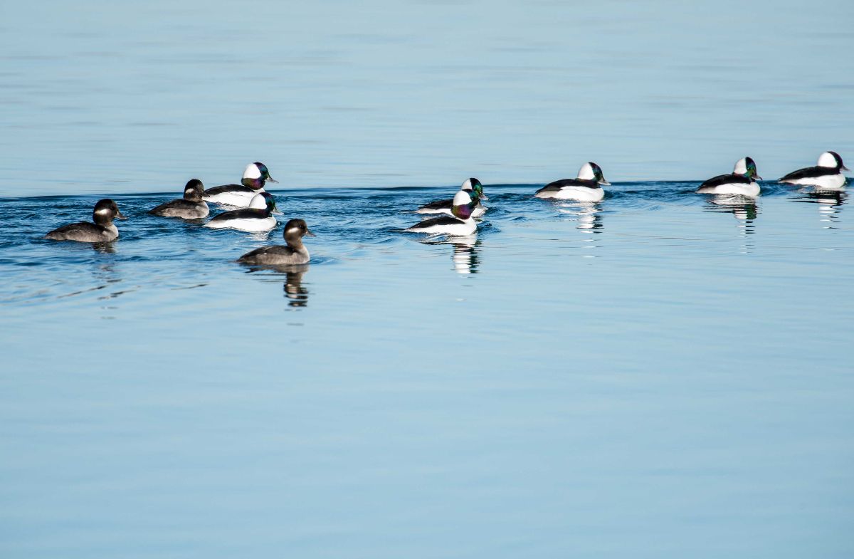 Bufflehead