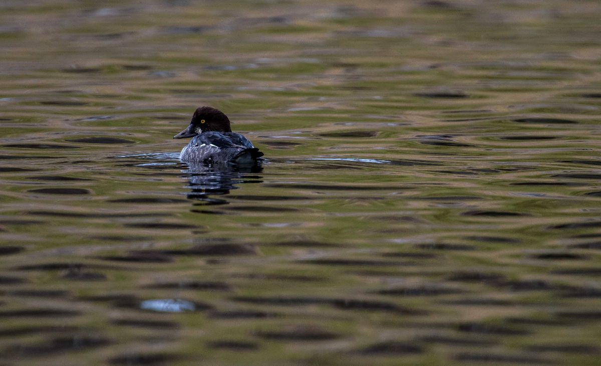 Common Goldeneye