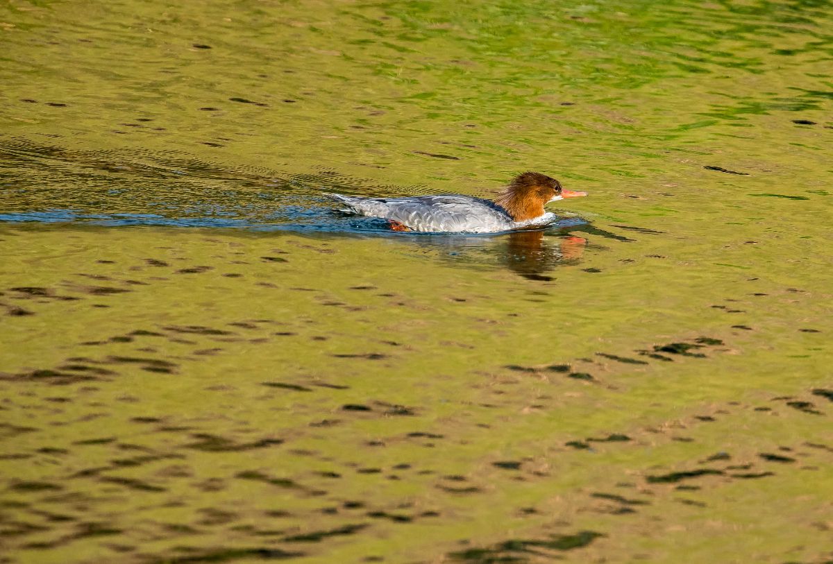 Common Merganser