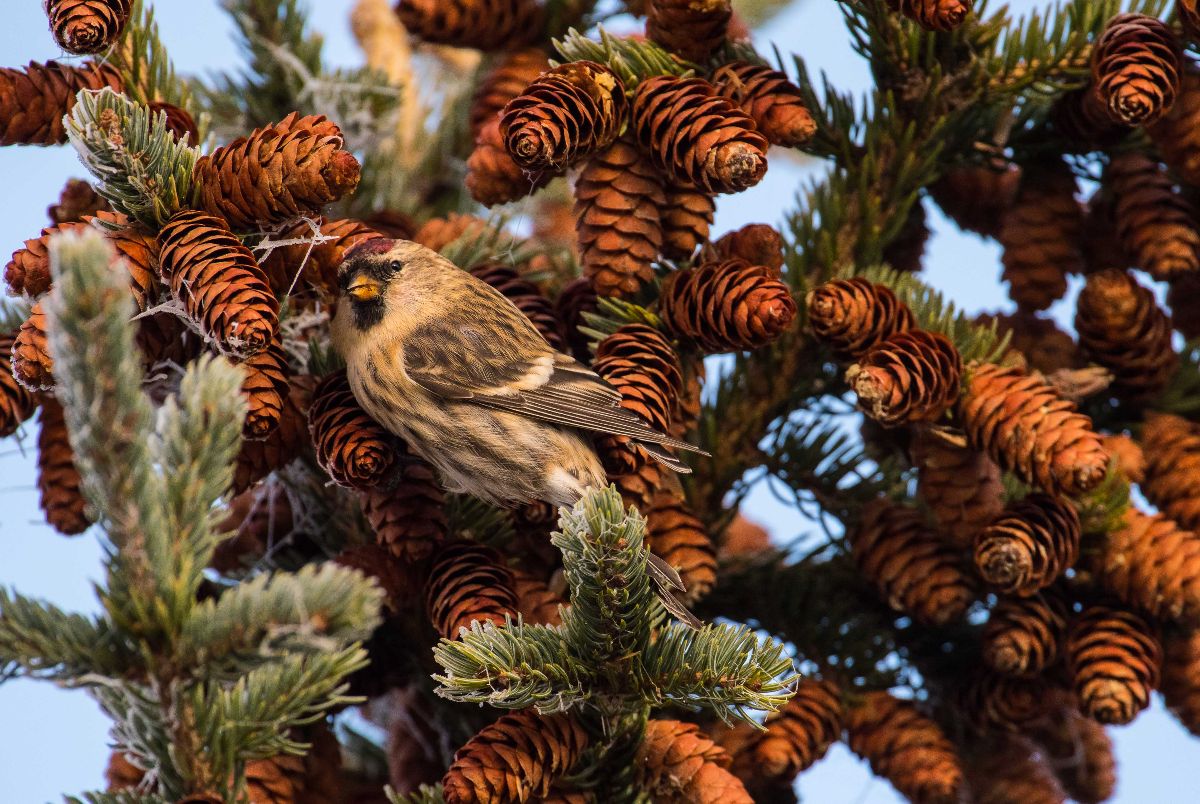 Common Redpoll close up