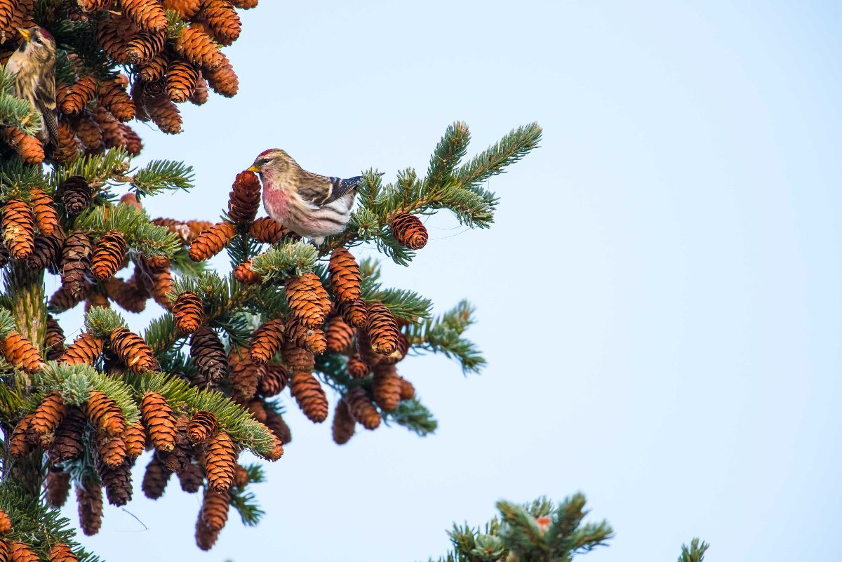 Common Redpoll