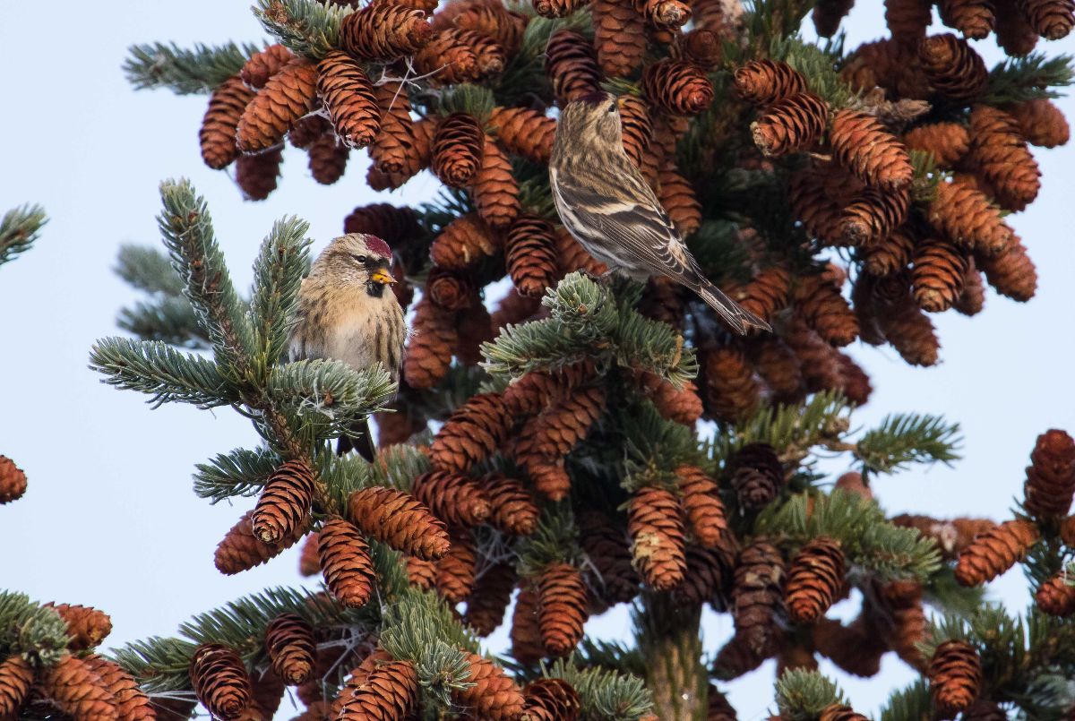 Common Redpoll1