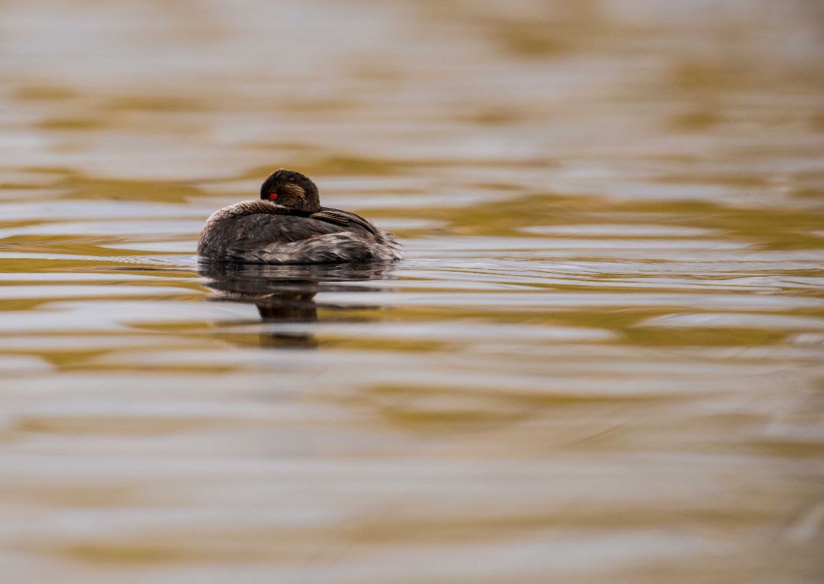 Eared Grebe