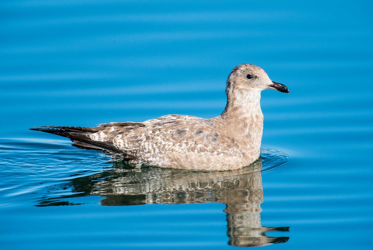 Herring Gull