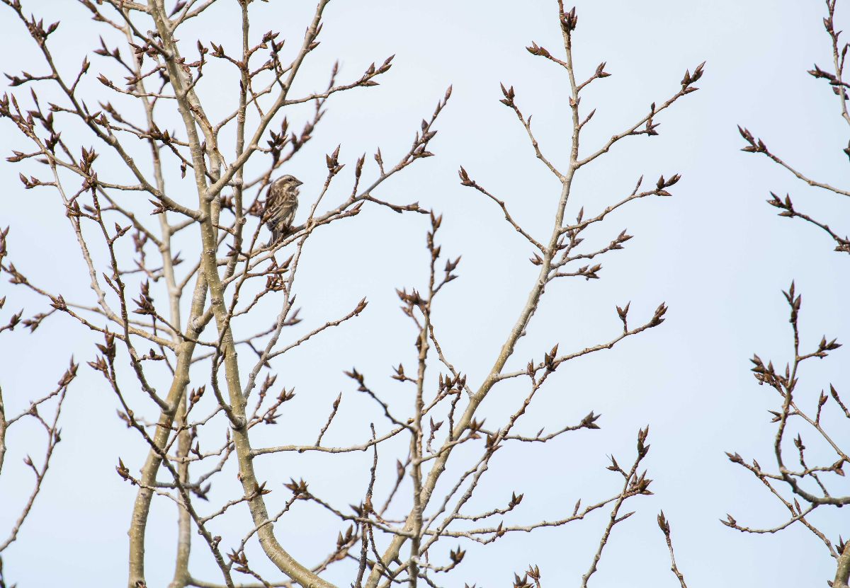 Purple Finch