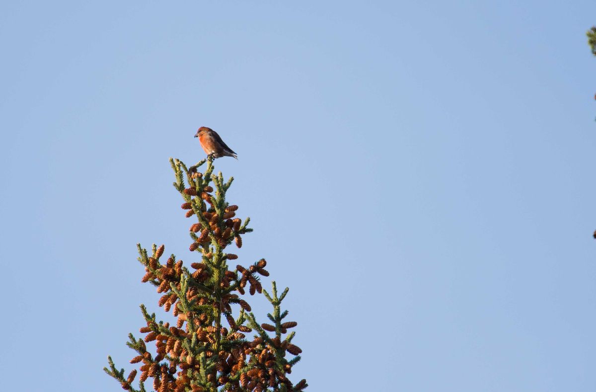 Red Crossbill