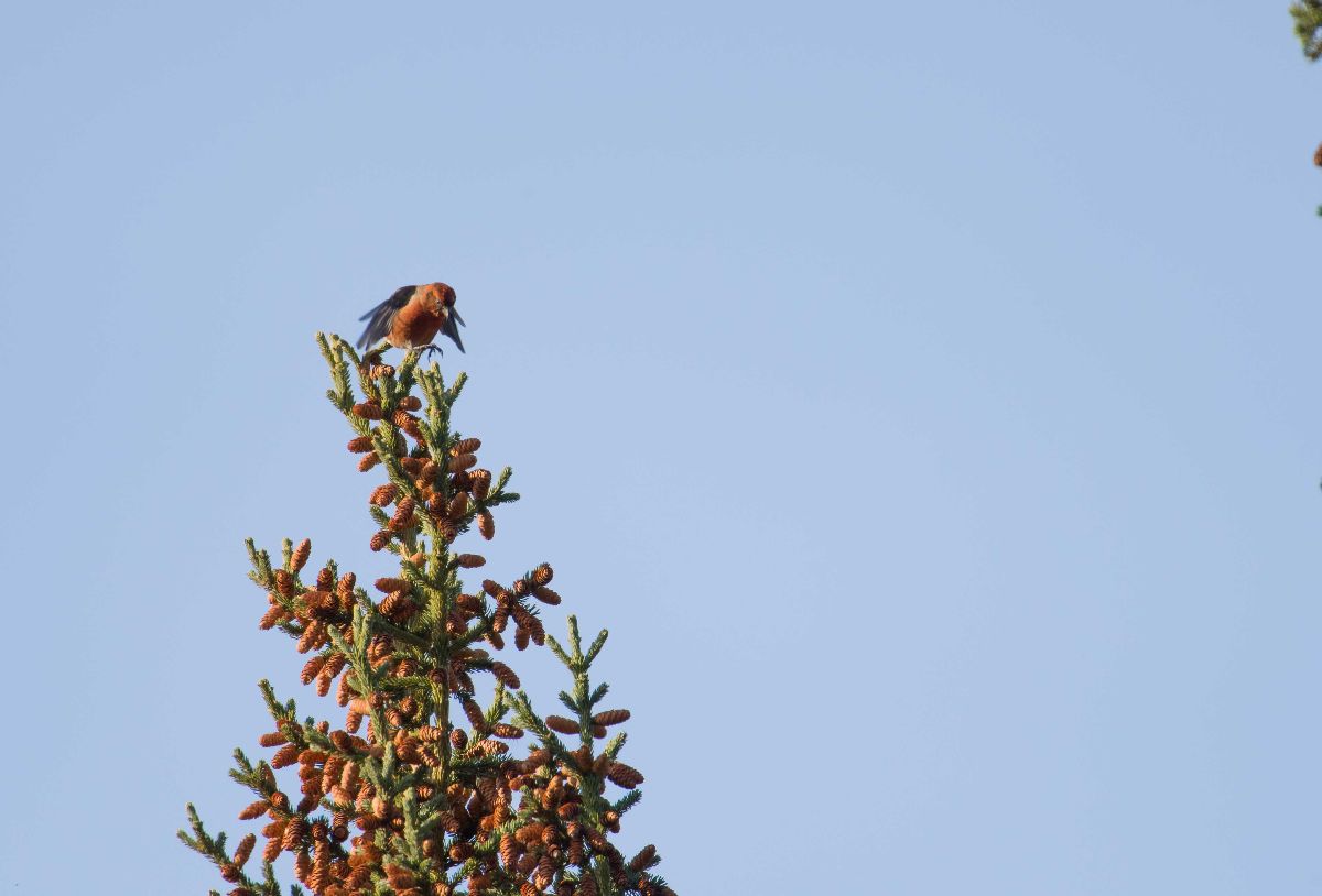 Red Crossbill1