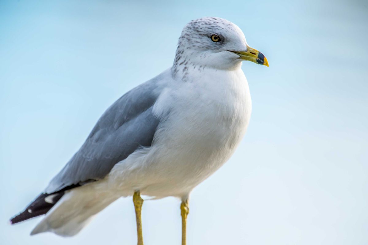 Ring-billed Gull