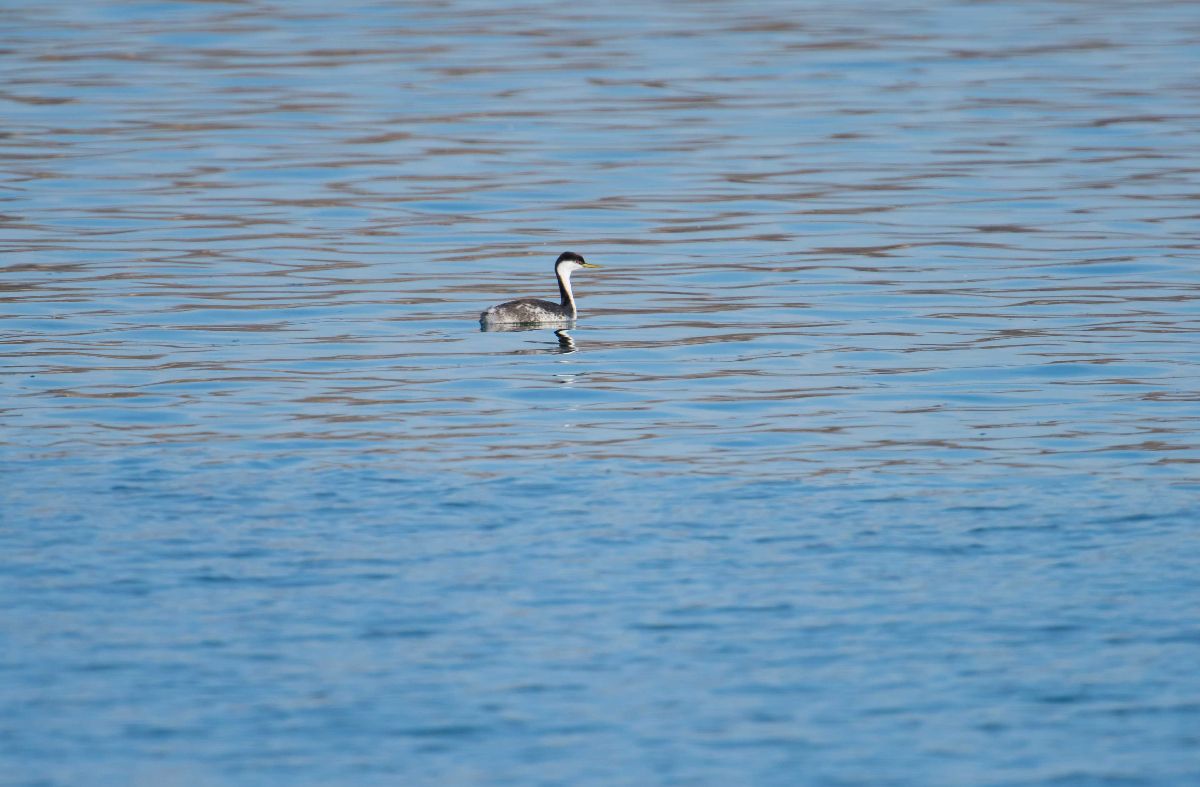 Western Grebe