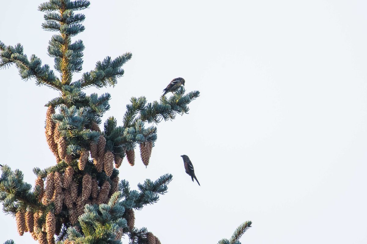 White-winged Crossbill