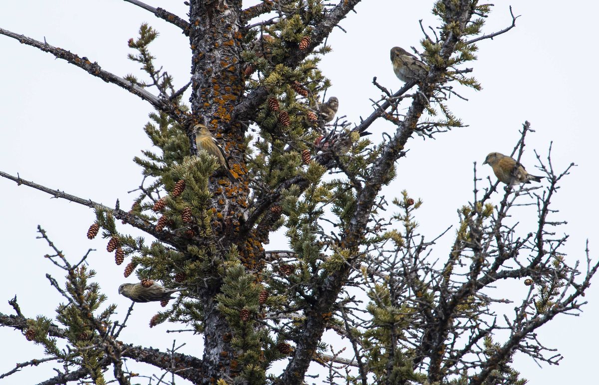 White-winged Crossbills