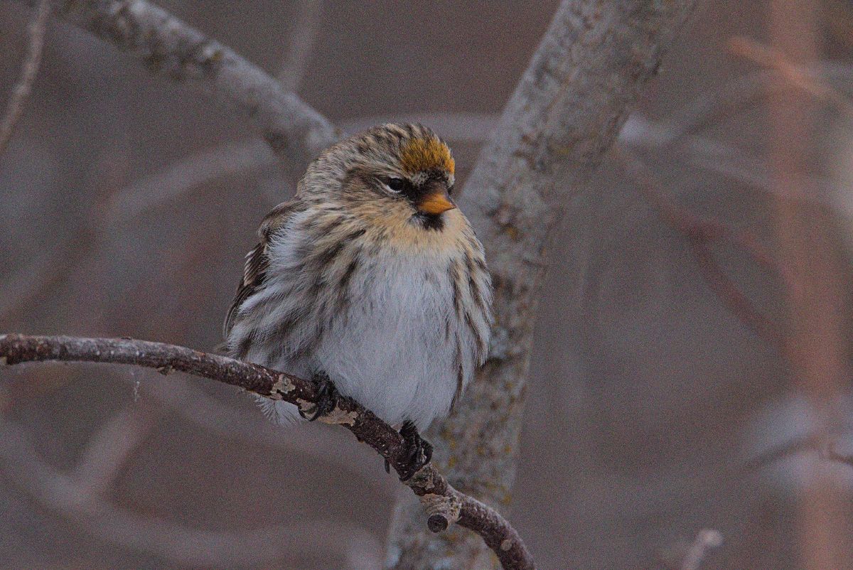 Yellow Redpoll