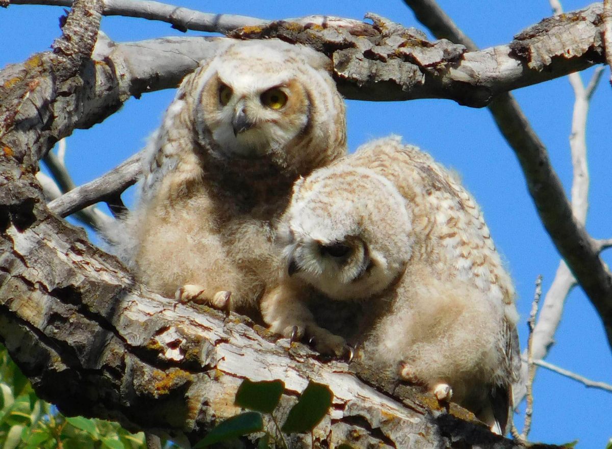 Tim Reynolds GHOWlets