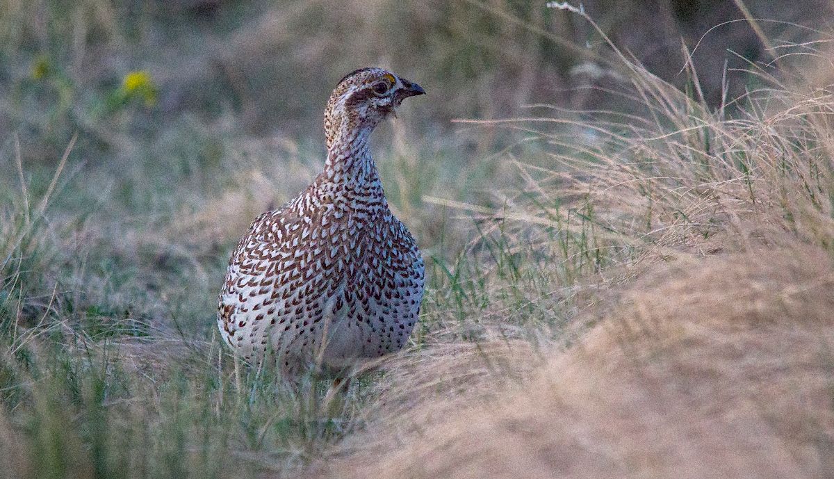 female Sharp-tailed Grouse