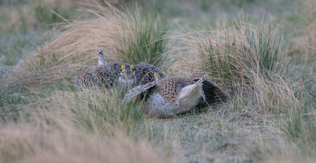 Sharp-tailed Grouse squaring off