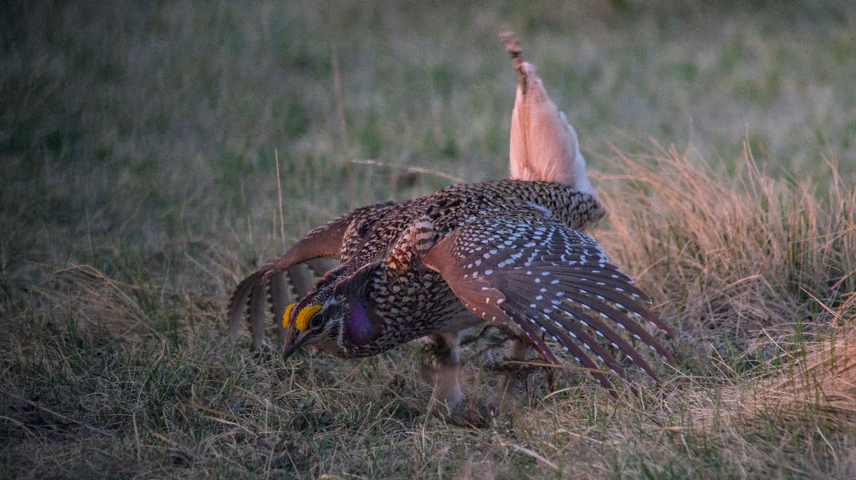 dancing Sharp-tailed Grouse