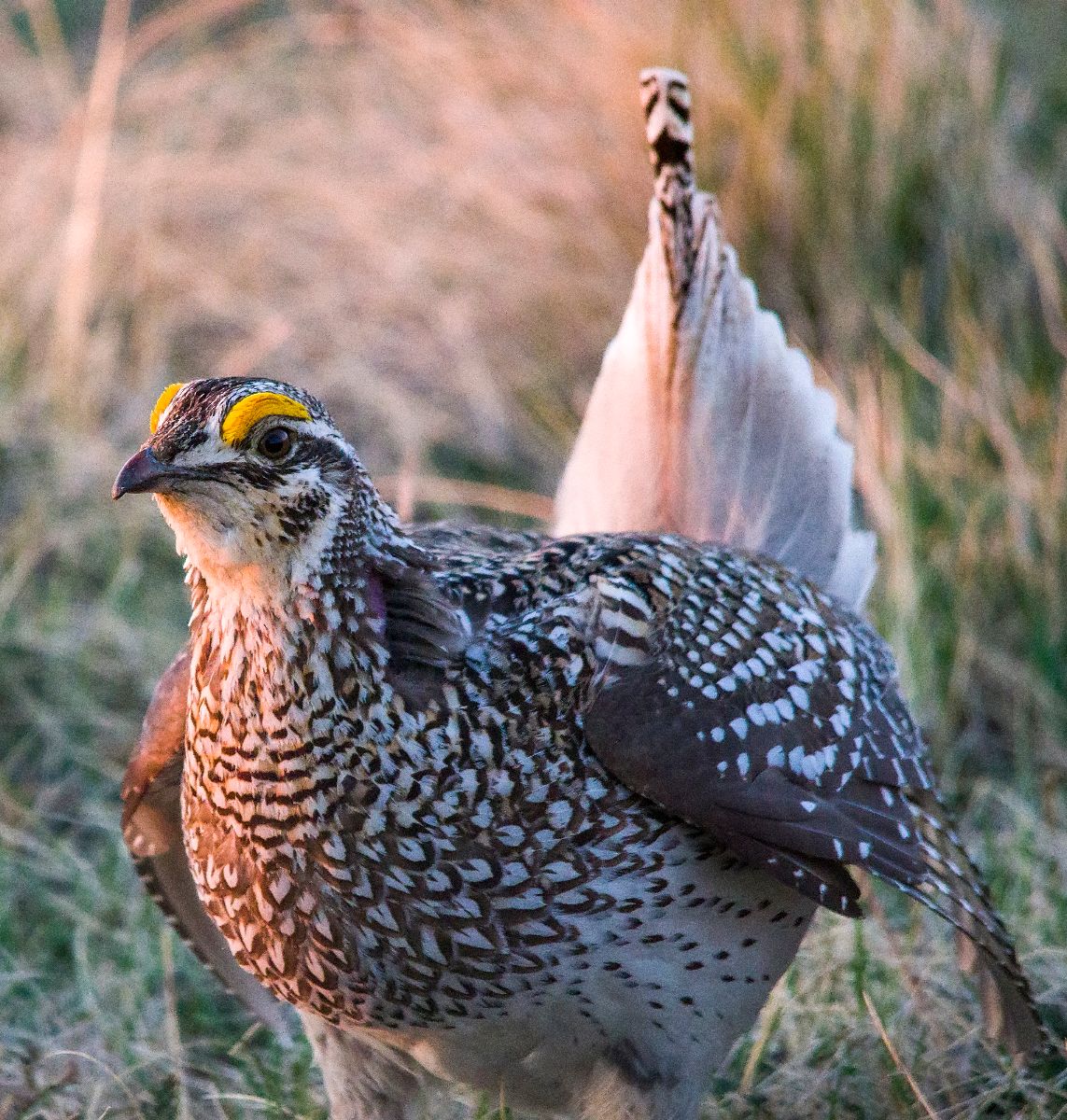 posing Sharp-tailed Grouse