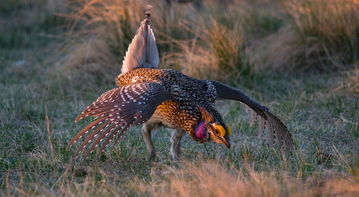 dancing Sharp-tailed Grouse