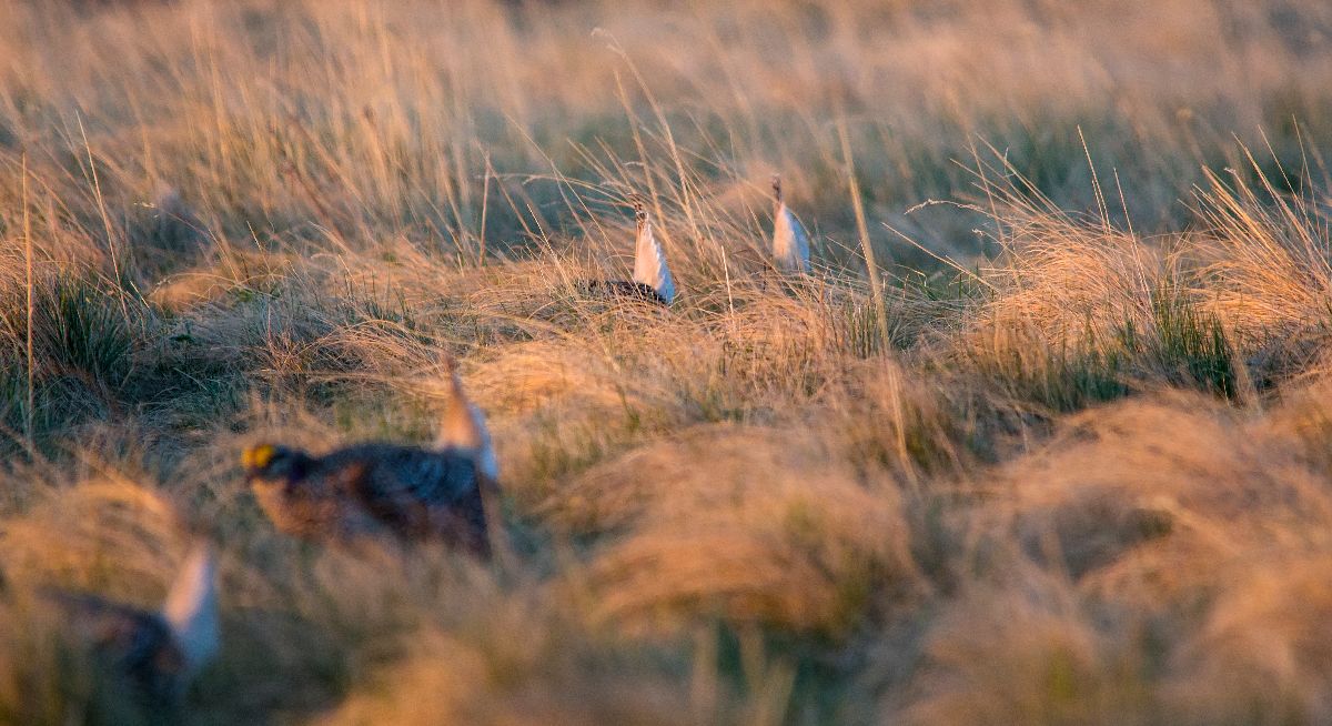 Sharp-tailed Grouse squaring off again