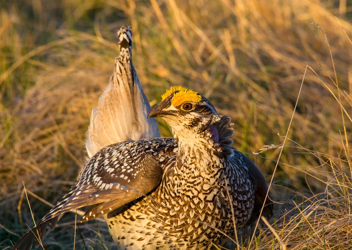 After a brief respite, this male takes a break to survey his surroundings