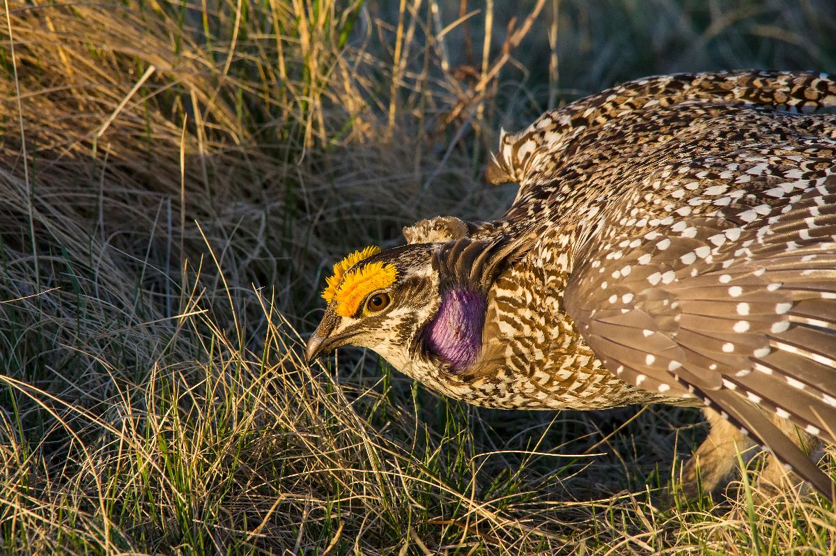 A close-up of the head ornamentation of a male Sharp-tailed Grouse