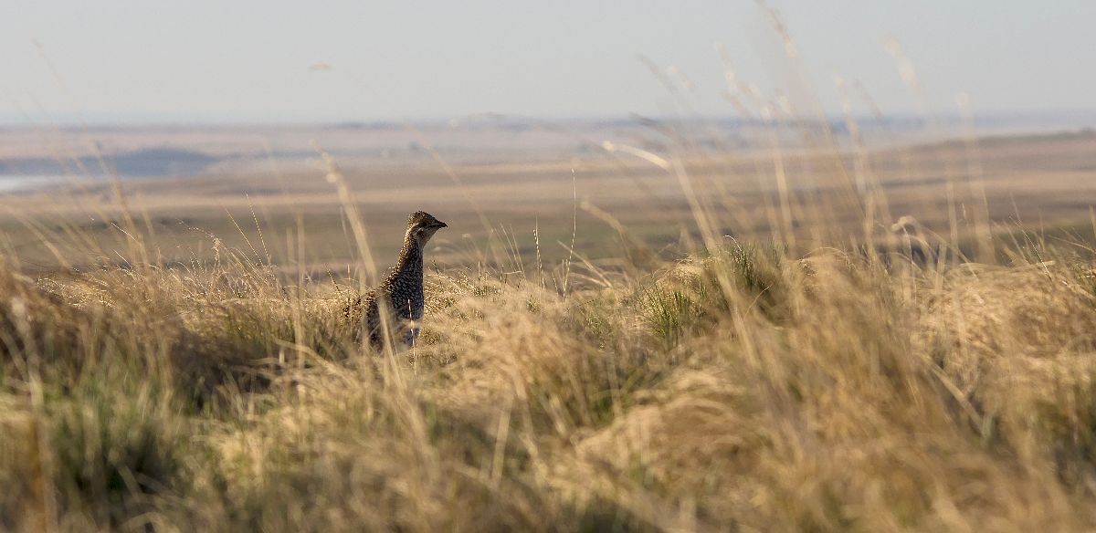 Unimpressed female Sharp-tailed Grouse