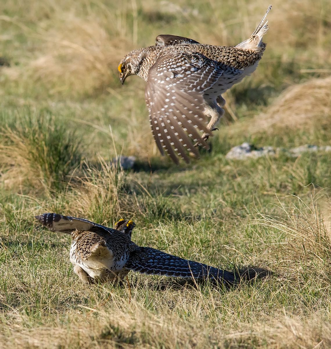 Attack from above...