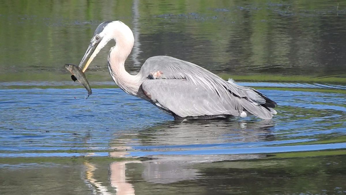 Heron with Fish