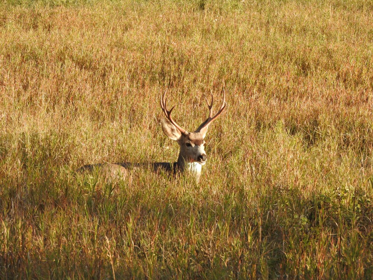 mule-deer-sleeping-in-grass2