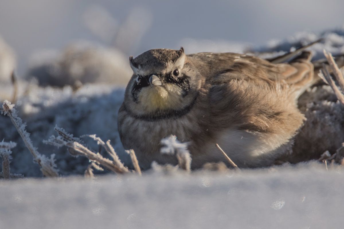 Horned Lark